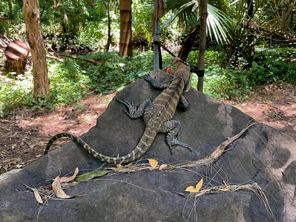 2022 01 Nyrang Park Water Dragon