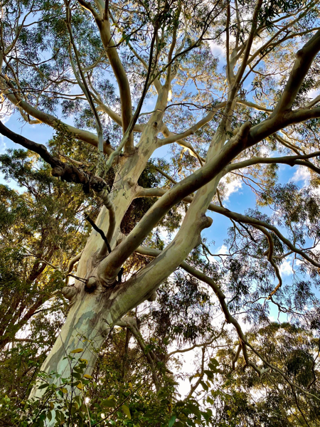 2021 Nyrang Park Eucalypt